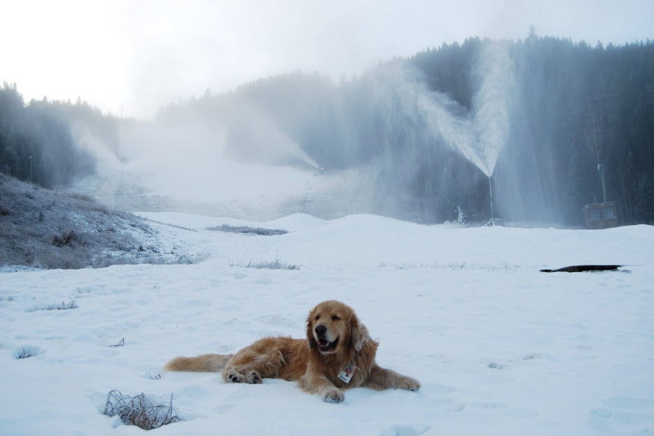 Panorama Mountain Village, BC Panorama Mountain Village has started to make snow, and McKinley the Dog couldn't be happier. Panorama is able to make snow on 40% of its vast…