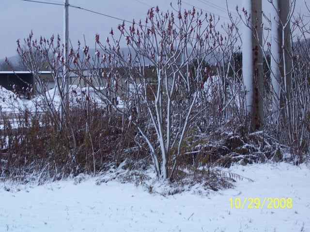 Ski Areas of New York Offices, NY By Wednesday morning, the Ski Areas of New York offices had received around 4 inches and it was snowing. They are located about 20 miles south of…