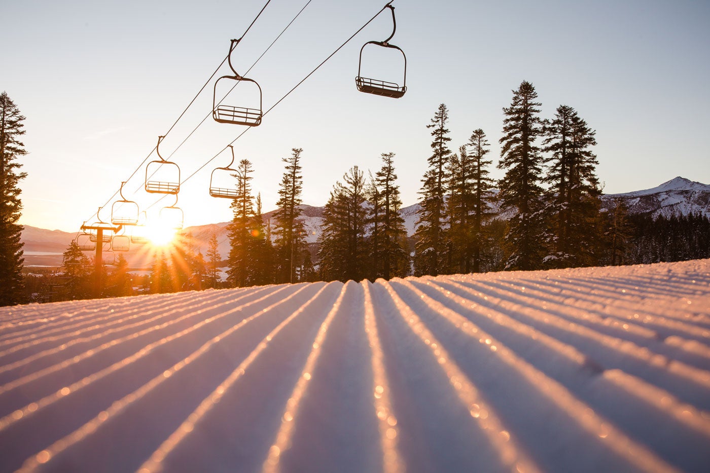 Mammoth-Grooming-web None