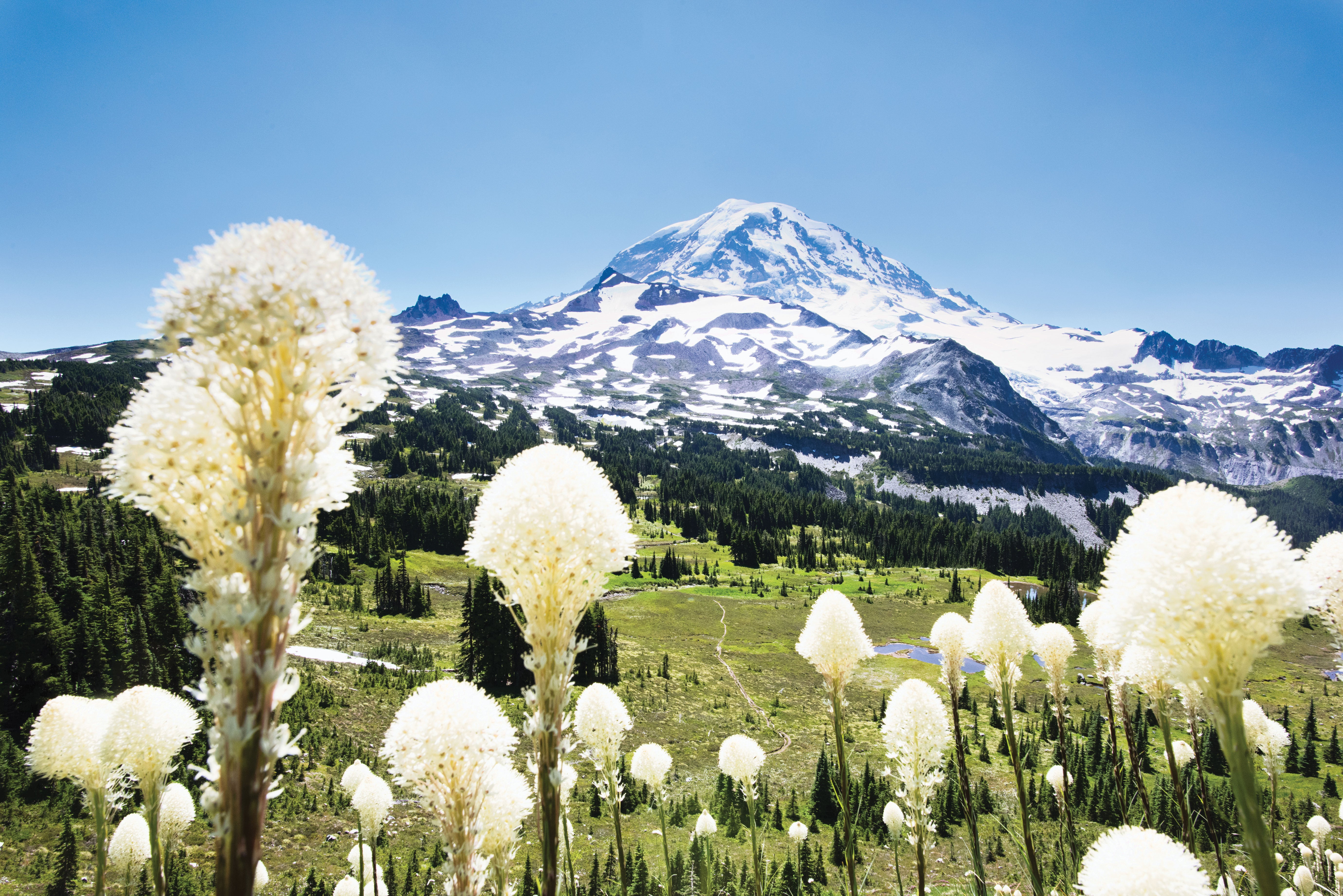 SKI0218_WASrainierbeargrass Springtime welcomes the juxtaposition of sun, snow, and Avalanche Lilies, which are prevalent throughout the park.