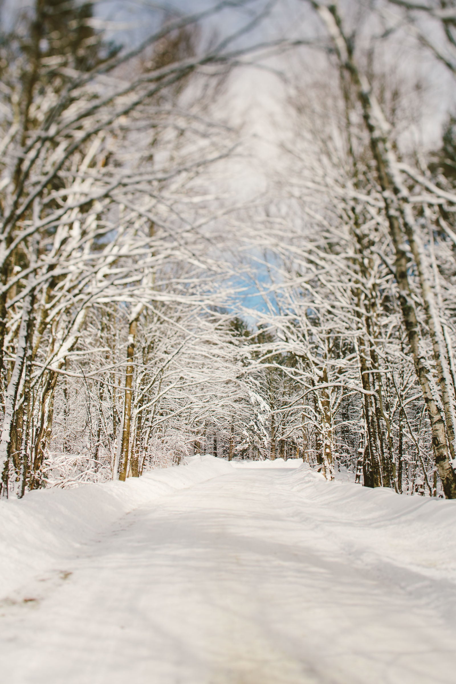 WEB JCash_Stratton_V7A3852 copy Snowy forest in Stratton, Vermont