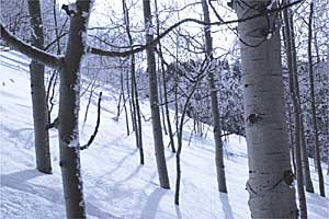 Blue Sky West winter 15 None