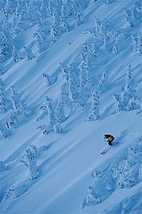 In Praise of Powder trees 1199 Photographer: Paul MorrisonLocation: Whistler, B.C.Skier: Wade Suiton