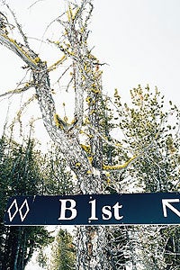 Fun 1104 WINTERSCAPE: Visitors soon realize that Panorama is a mountain of trees and snow, not crowds.