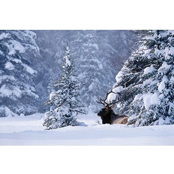 Powder None