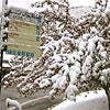 Still Snowing None