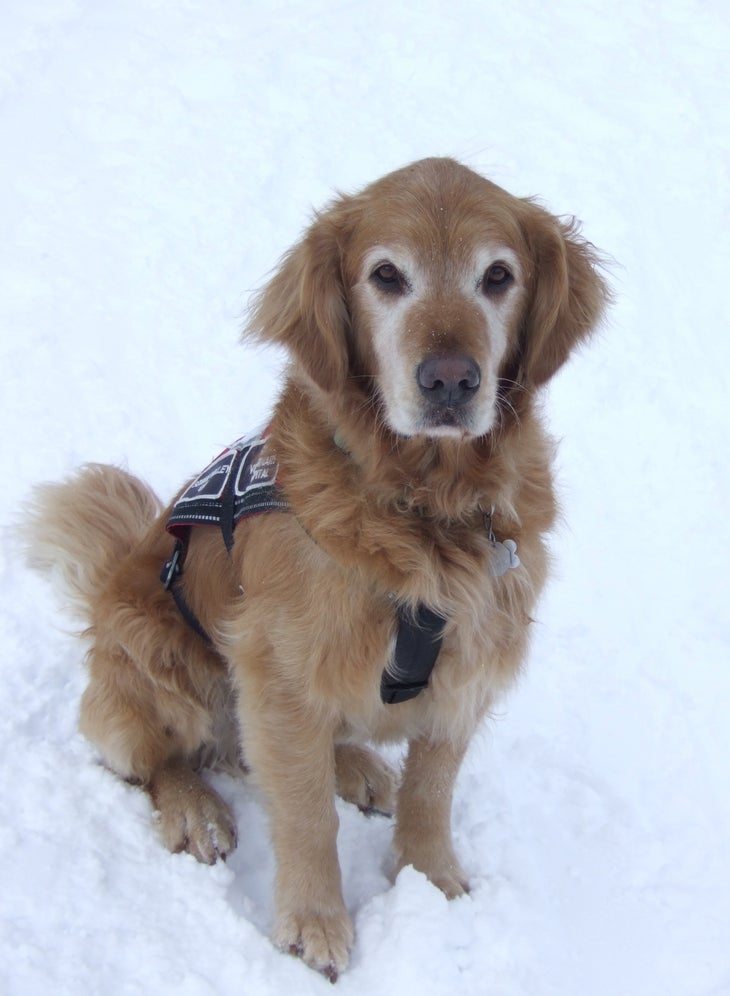 Rescue Dog Tucker enjoys pats on the head, chasing balls, and avalanche rescue operations.The ladies love Tucker. So do the grown men, children of all ages, and…