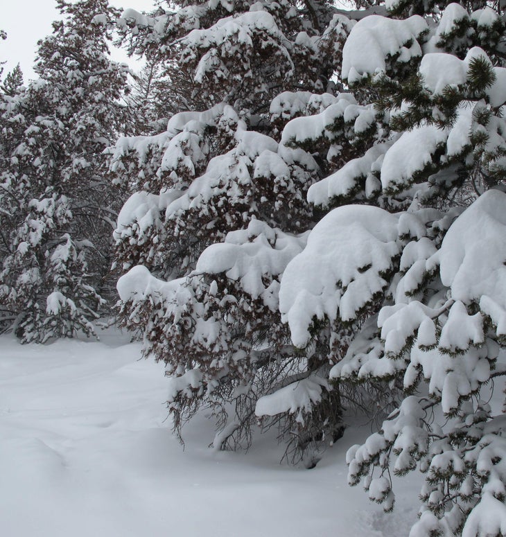 Breckenridge just broke 500 inches of snow None
