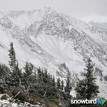 snowbird_thumb.jpg None