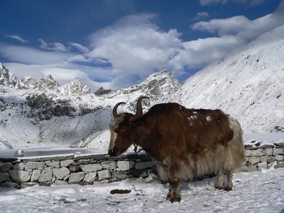 Yak_at_third_lake_in_Gokyo.jpg None