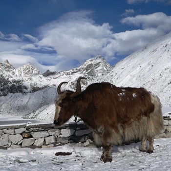 yak_thumb.jpg None
