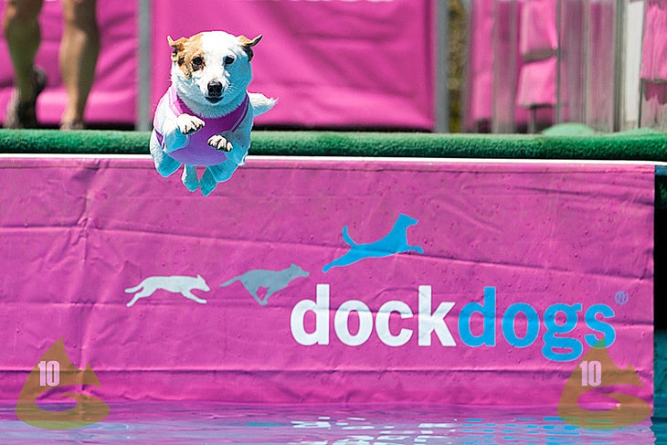 Dock Dogs Pups had their chance to compete, too: speed retrieve and extreme vertical.