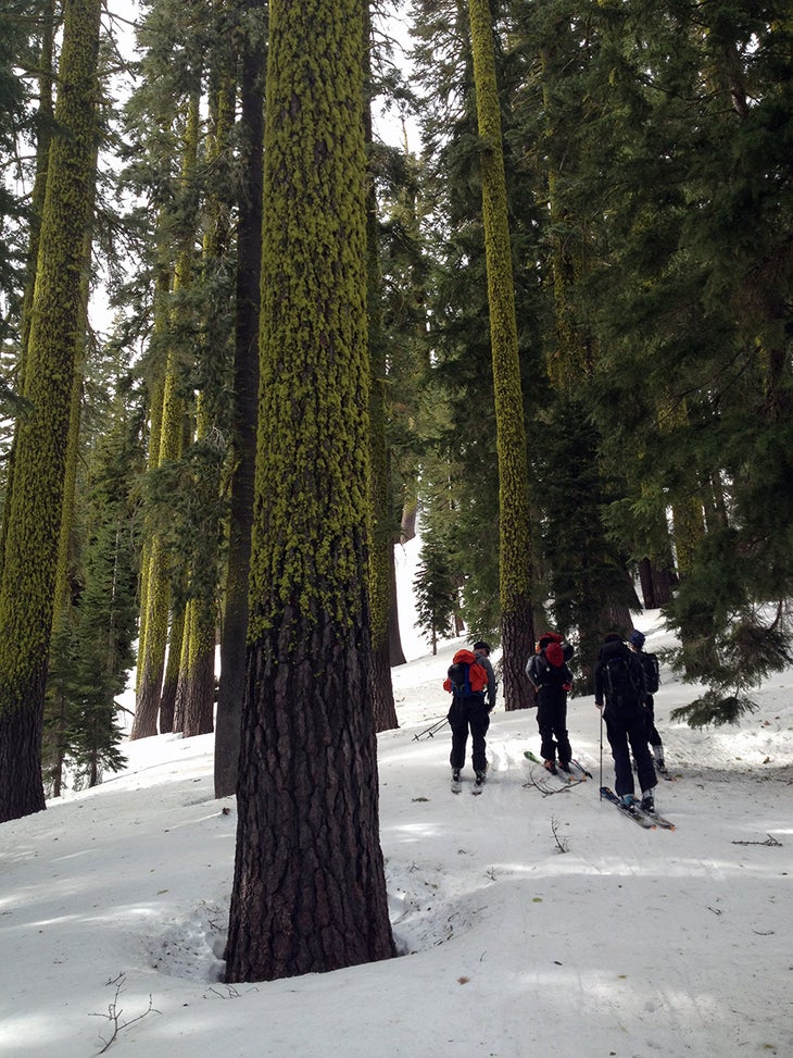 Big Trees Skinning up among the forests surrounding Lost Trail Lodge was just as fun as skiing down through them.