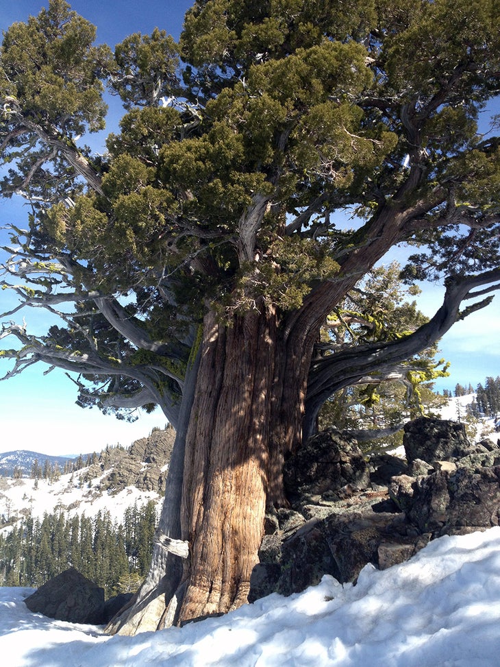 The Broccoli Tree The Broccoli tree is a very old and giant juniper tree at Alpine Meadows. It serves as a waypoint for corn-seeking pilgrims.