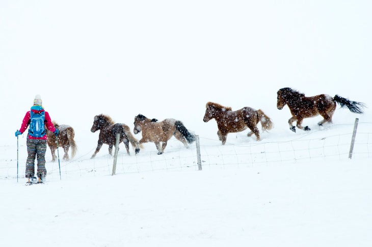 Ponies! The Icelandic horse is actually fully grown, though they resemble their small shaggy Shetland cousins. This hardy herd lives just down the road from…