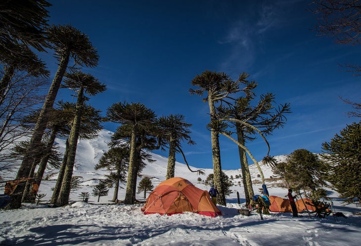 Araucaria Basecamp Basecamp was surrounded by Araucarias. These trees can live for thousands of years, and make for a magical spot to go ski touring.