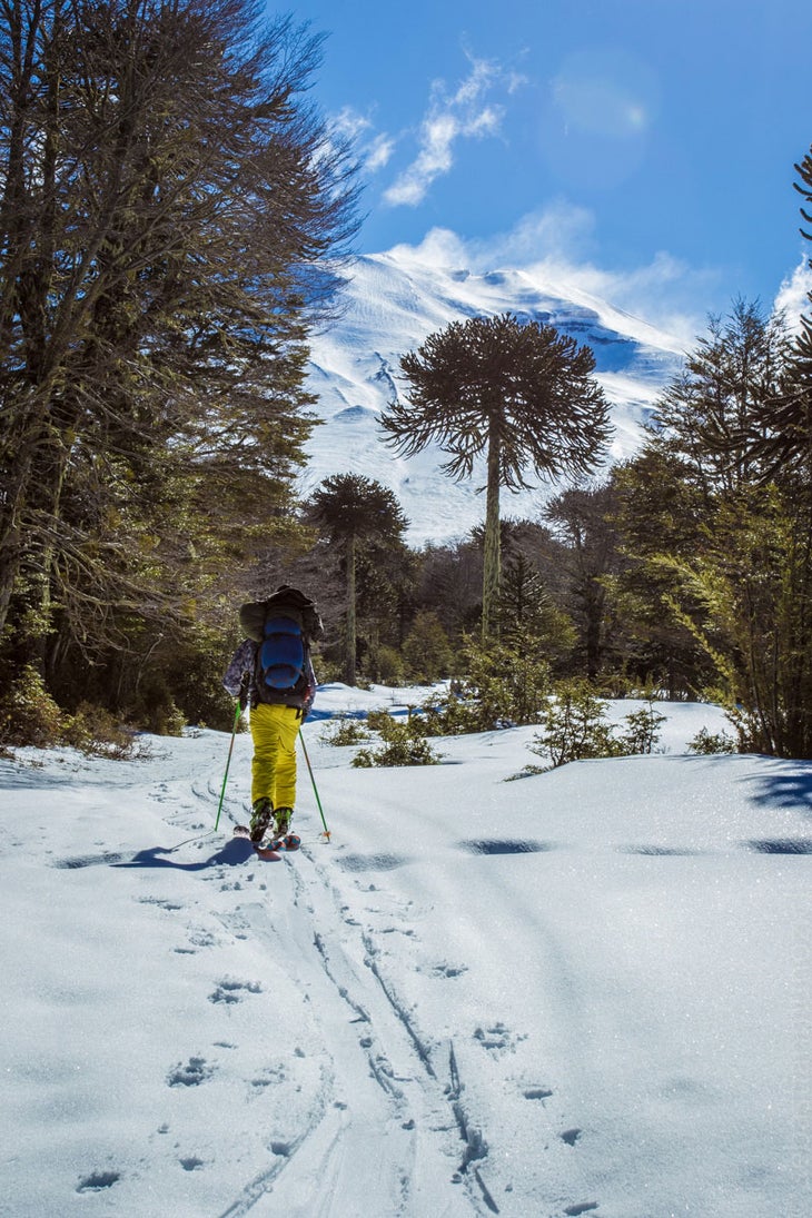 Forest Touring Touring alongside thousand-year-old trees with active volcanos in the background is just your regular backcountry skiing day in Southern Chile.