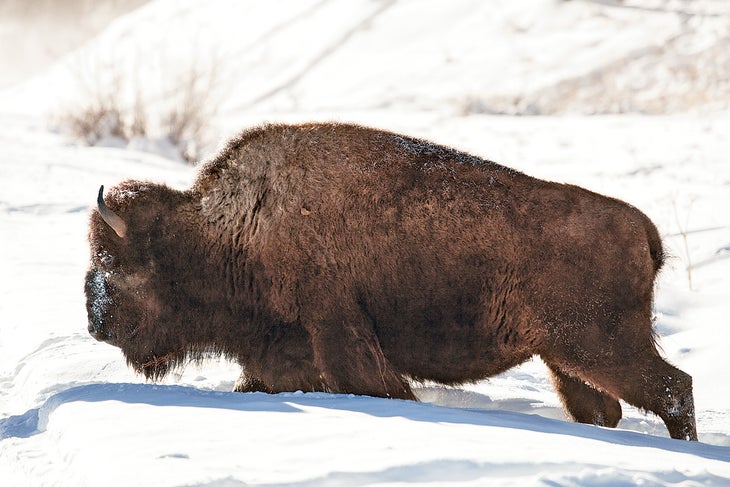 Yellowstone None