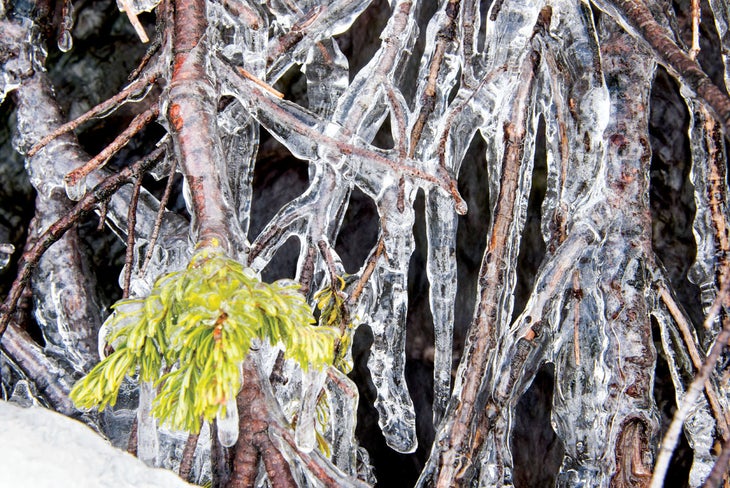 SKG1216_BUGABOOS07 Native flora near Snowman Lake, frozen.