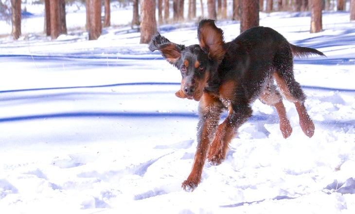 SKI_powderhounds_wme_14 None