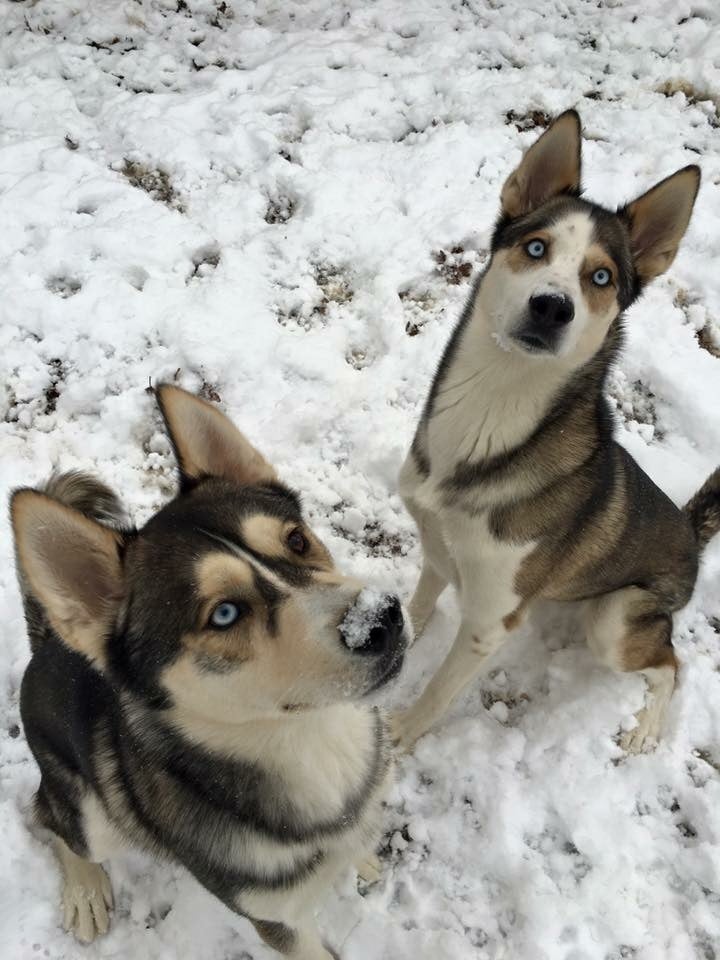 SKI_powderhounds_wme_16 None