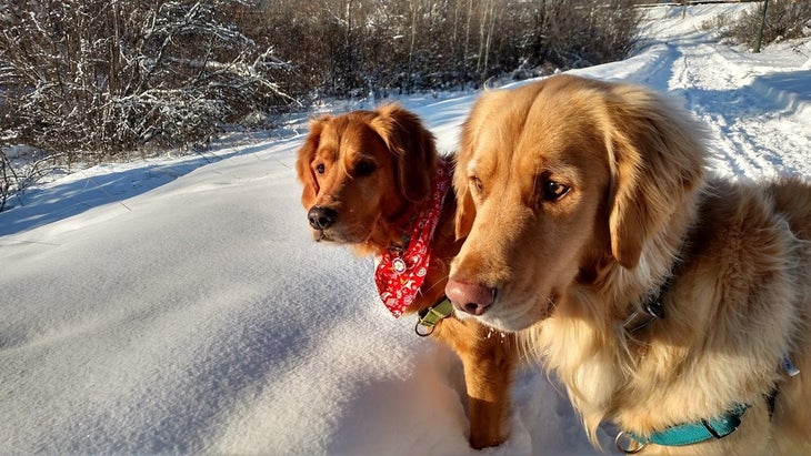 SKI_powderhounds_wme_18 None