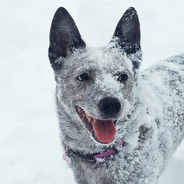 SKI_powderhounds_wme_19 None