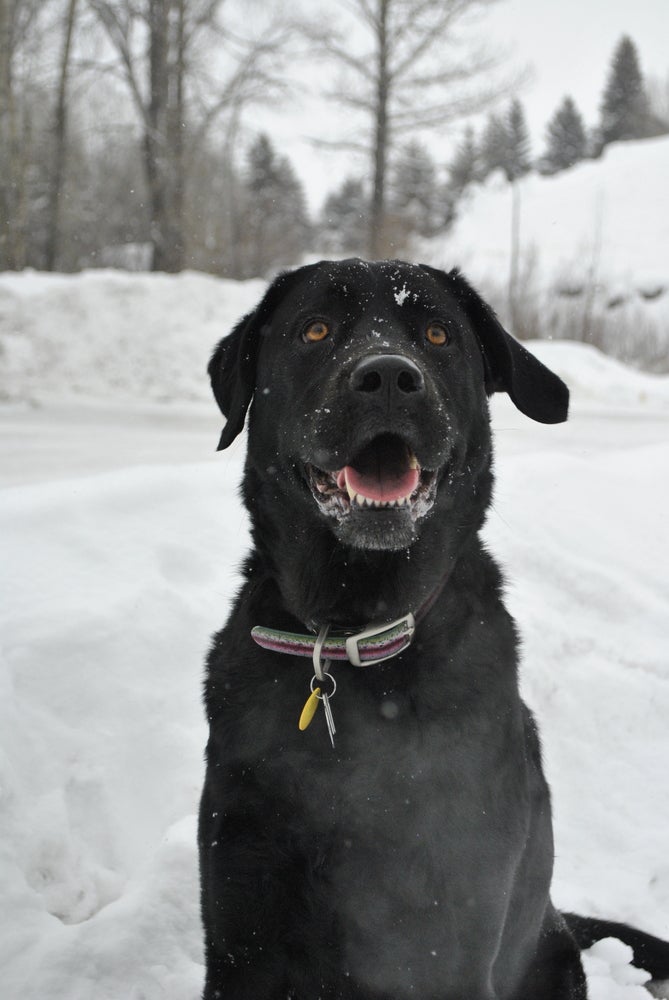 SKI_powderhounds_wme_2 None