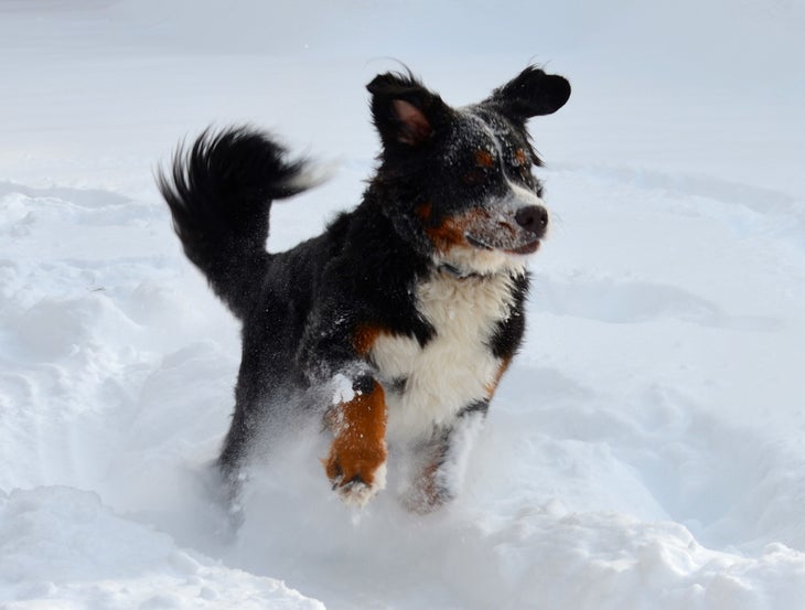 SKI_powderhounds_wme_20 None