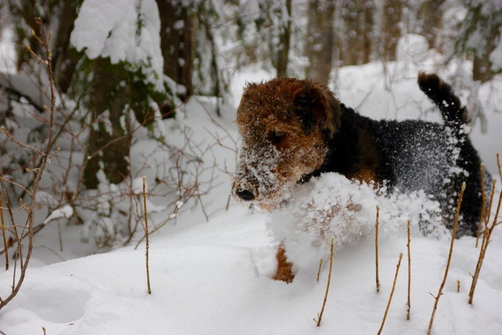 SKI_powderhounds_wme_22 None