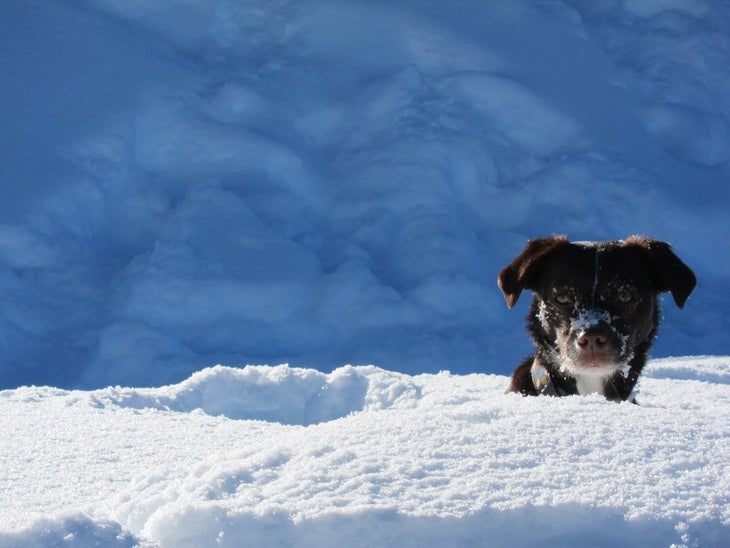 SKI_powderhounds_wme_4 None