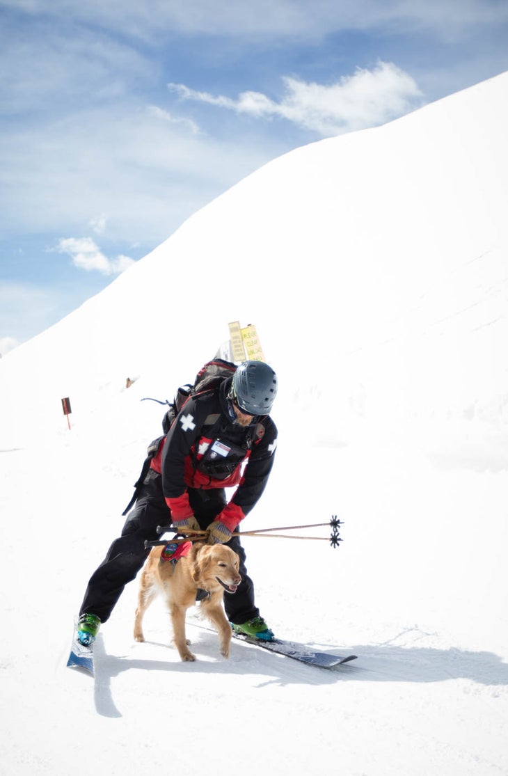 Avy-Dog-1 None