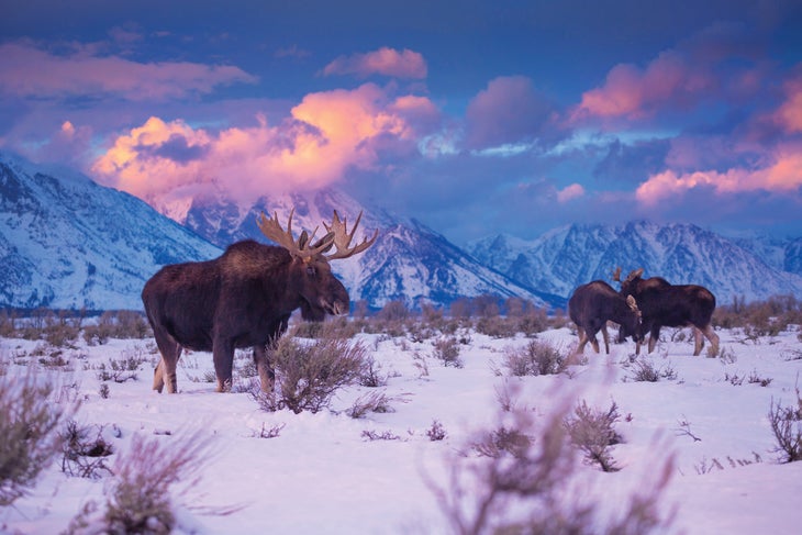 SKI0119-ROA-M4-Detours-ChaseDekkerWild-LifeImages-GettyImages_S Grand Teton and Yellowstone National Park,
