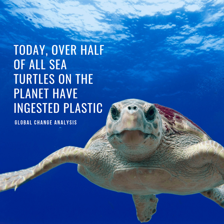 Over Half of Sea Turtles Have Ingested Plastic None