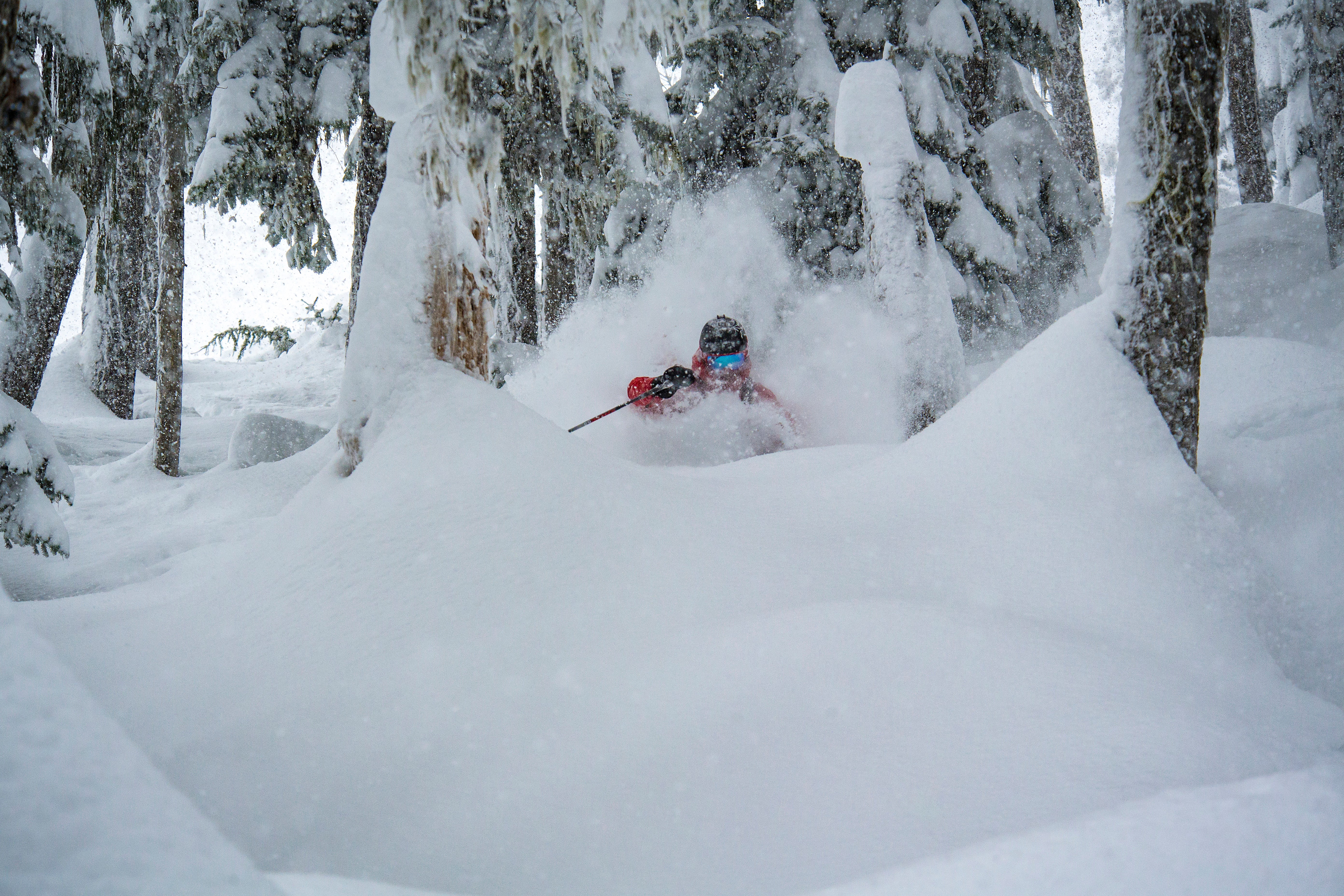 "Looking for powder at Whistler Blackcomb? Head for the trees."