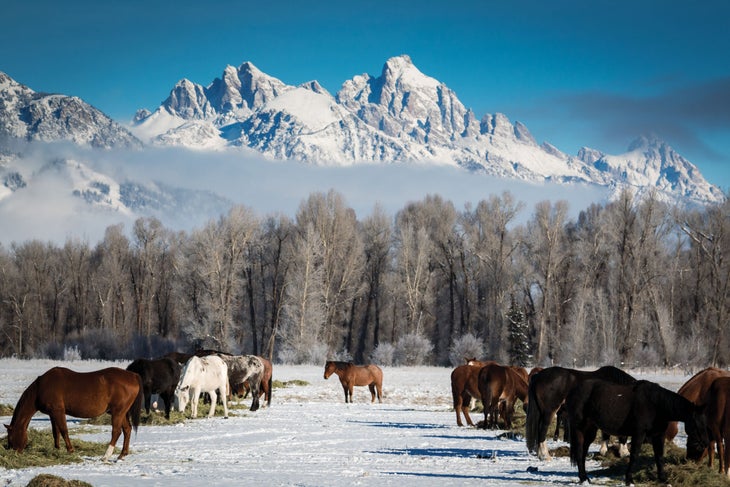 SKI1119-TRA-JHMR-Courtesy3_1 copy Horses grazing in a snowy field in front of a snow-topped mountain in Jackson Hole, Wyoming