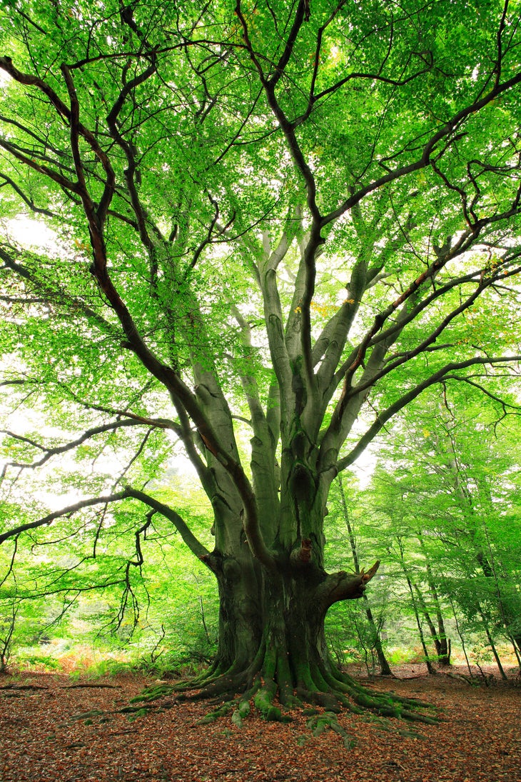 A beech tree in spring.