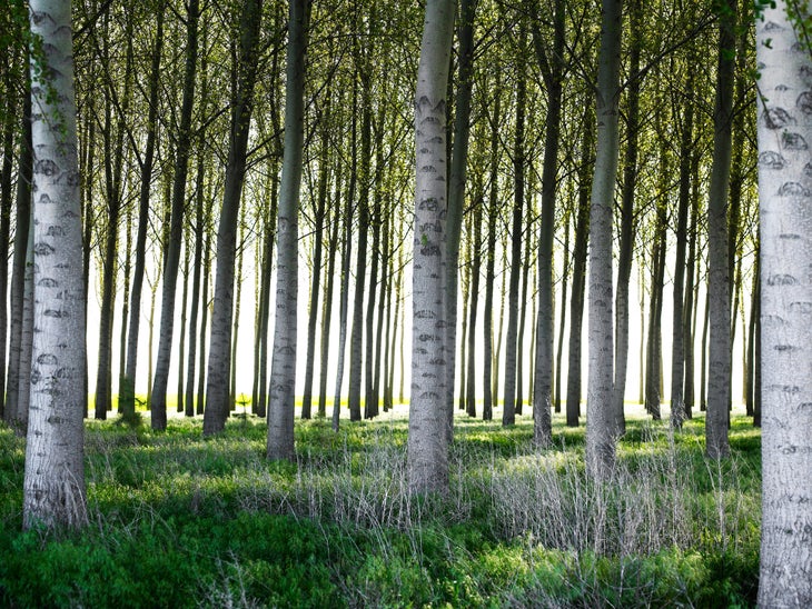 Poplar forest in Washington State