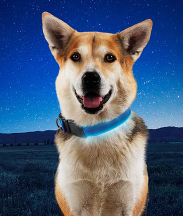 NiteDog Collar