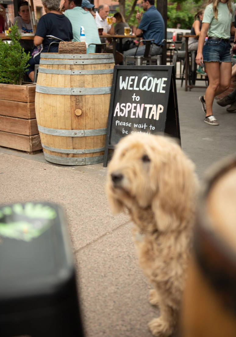 aspen tap house