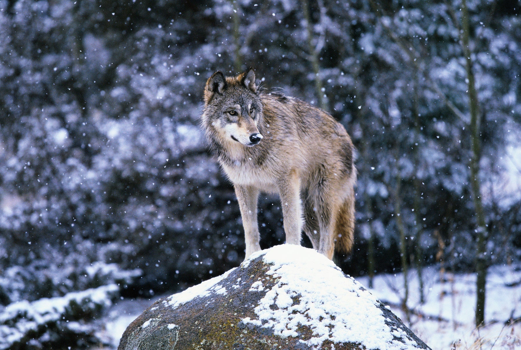 Grey wolf in the wild in winter