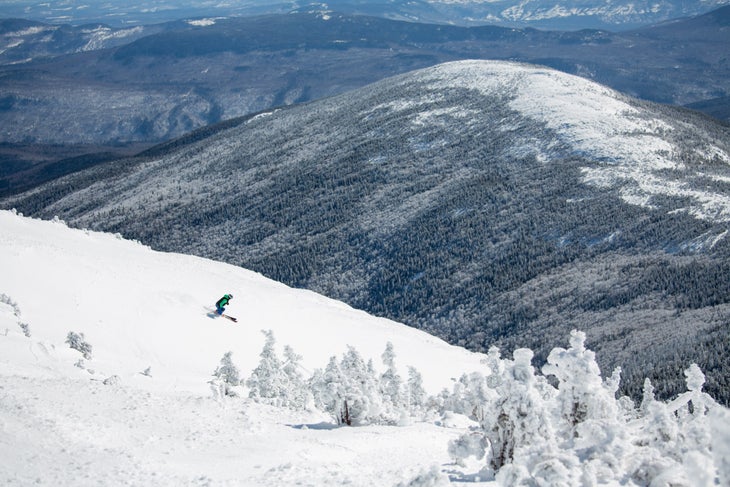 Sugarloaf Variety RG23