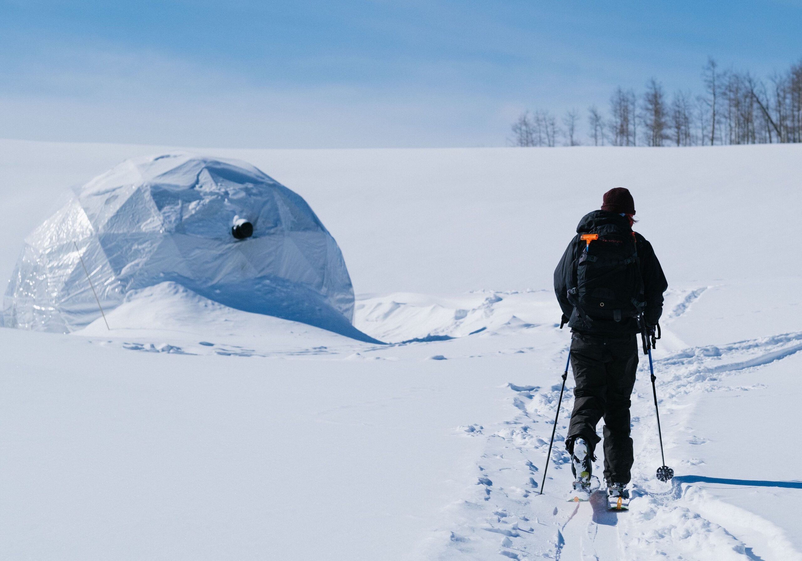 Skin-in Domes Bluebird