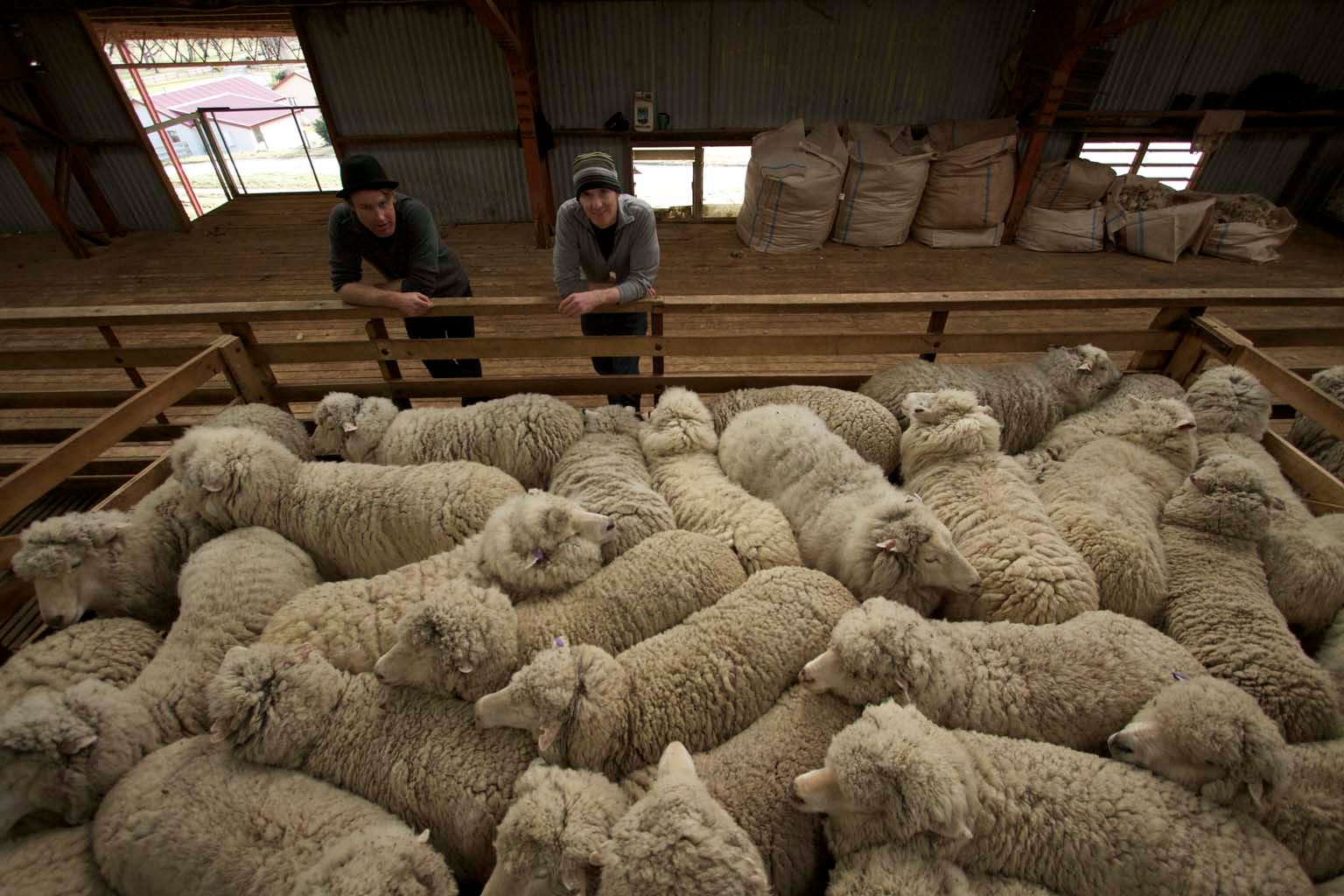 Sheep for Shearing The sheep at Nokomai are herded into a pen prior to shearing.