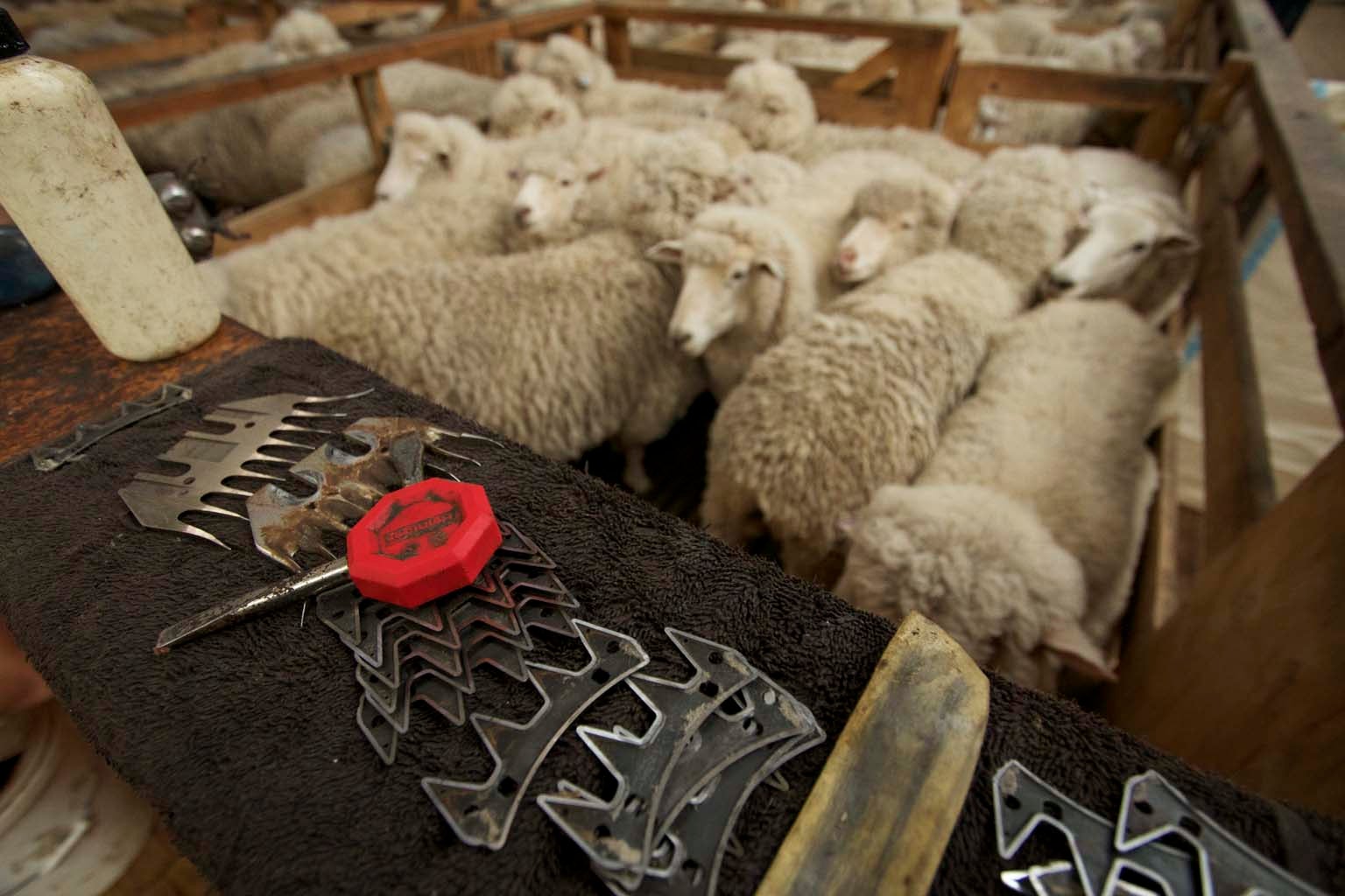 Tools for the Job Various blades are used to shear the sheep’s wool, which can be made into clothing.