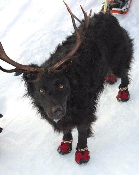 SKI_powderhounds_wme_1 None