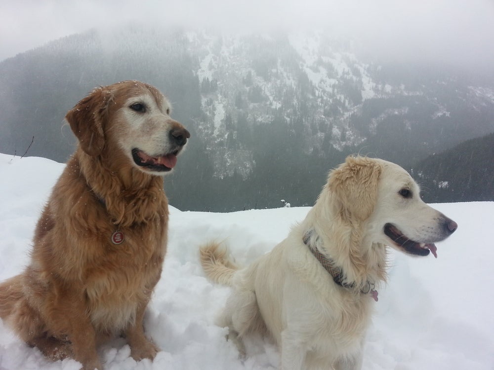 SKI_powderhounds_wme_11 None