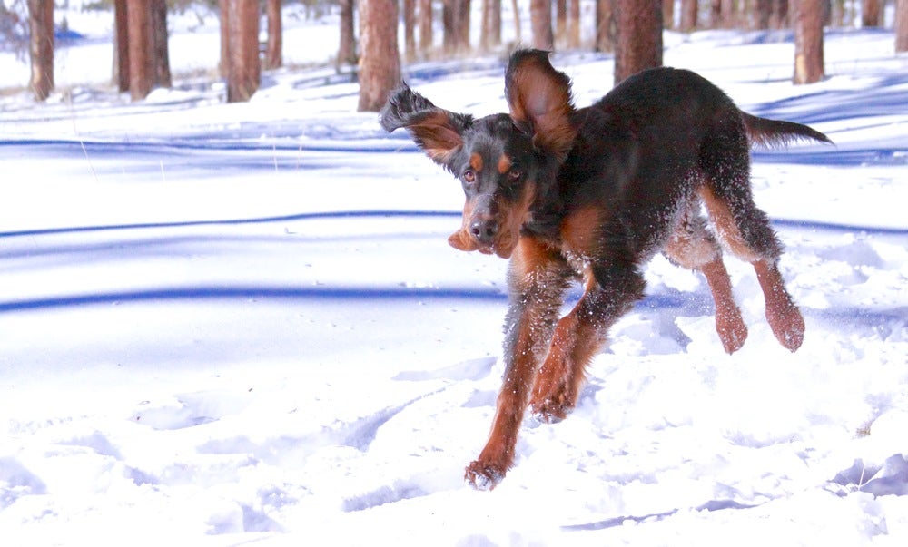 SKI_powderhounds_wme_14 None