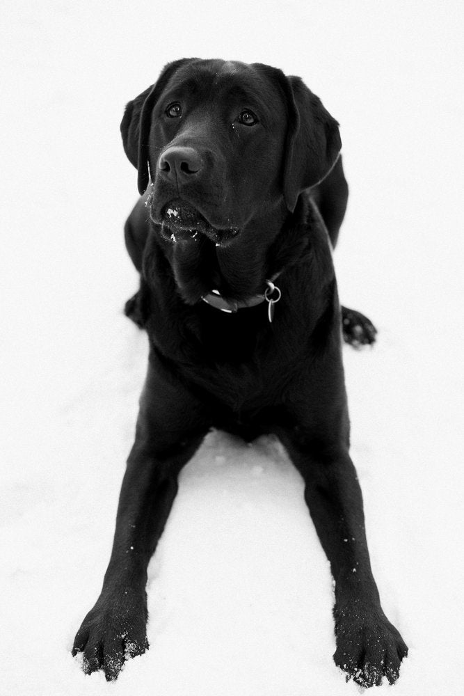 SKI_powderhounds_wme_17 None