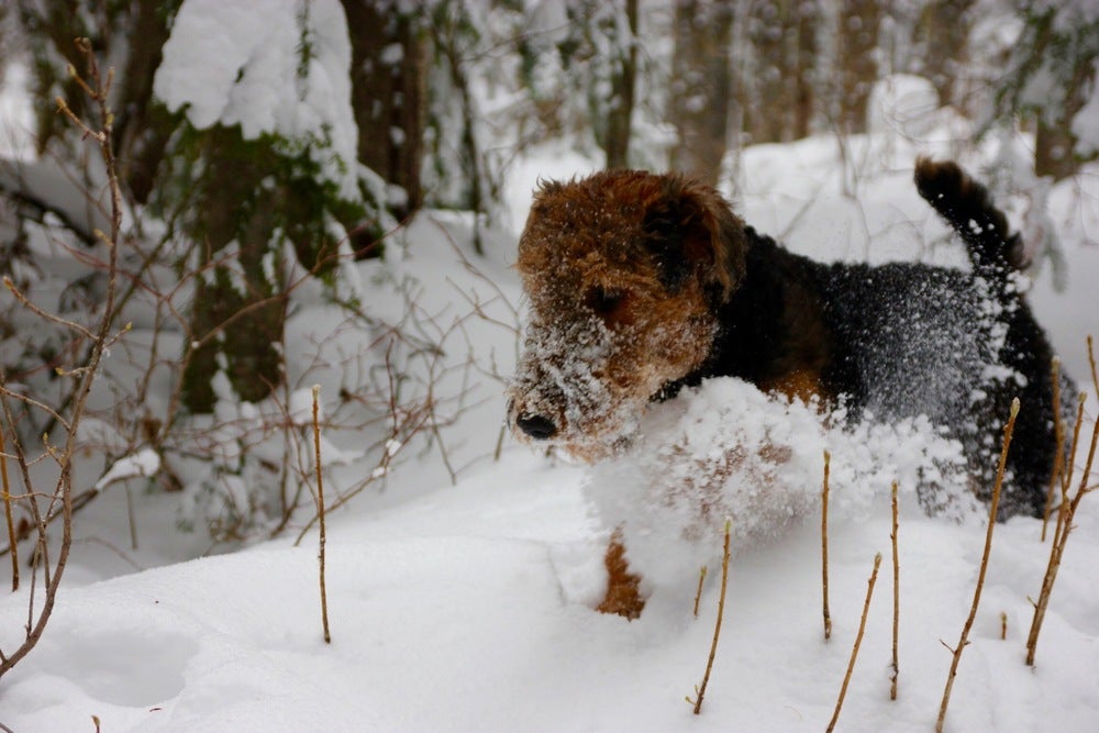 SKI_powderhounds_wme_22 None
